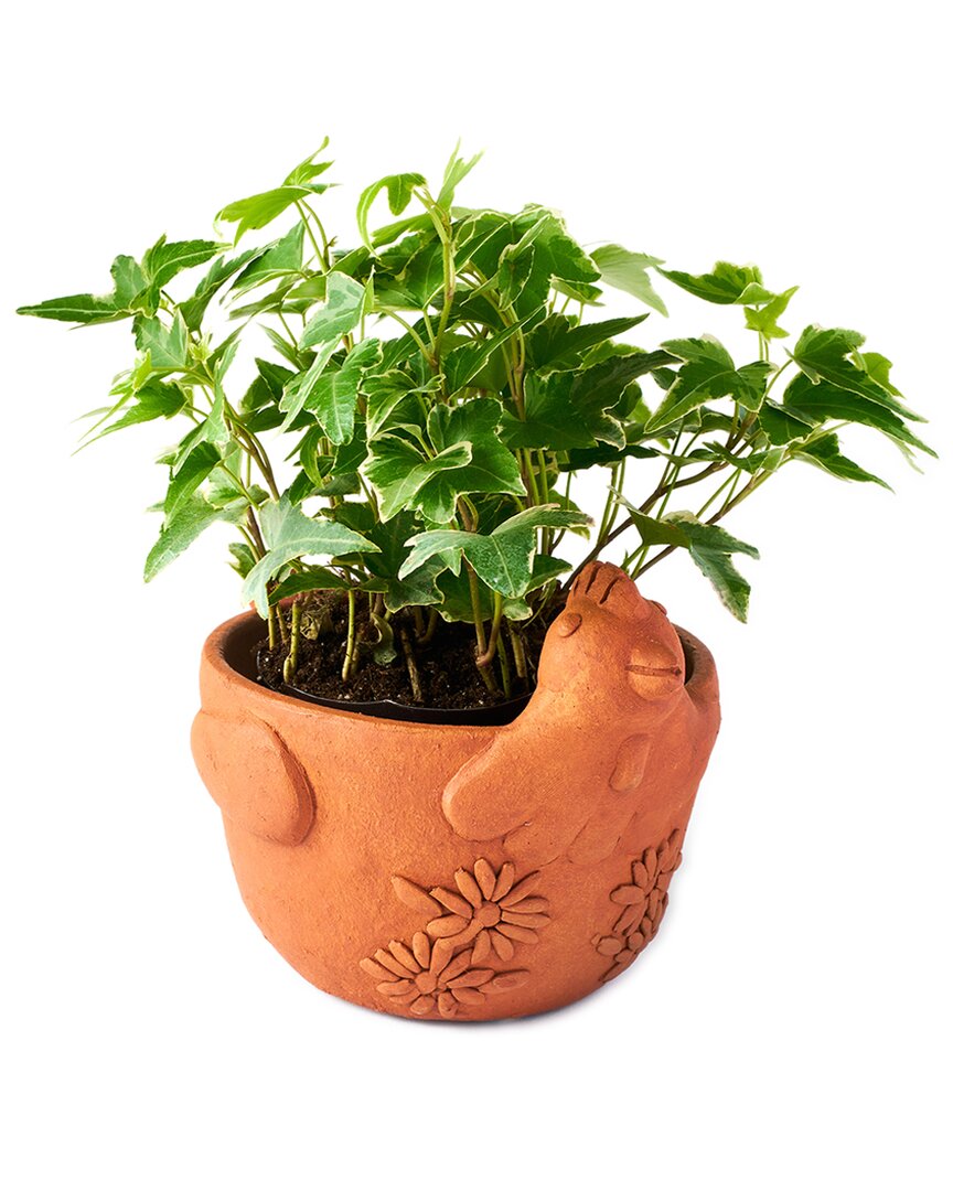 Matr Boomie Rakshana Chicken Plant Pot In Brown