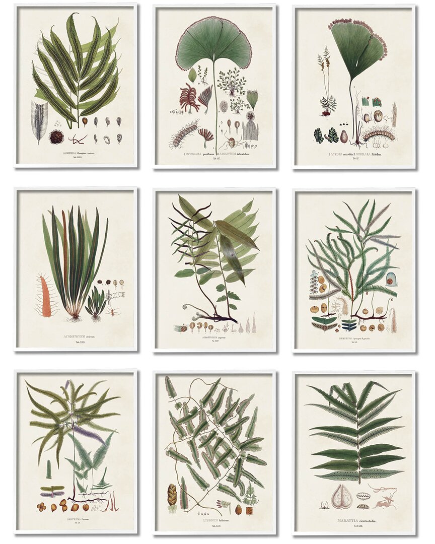 Stupell Antique Leaves Vintage Studies By Vision Studio Wall Art