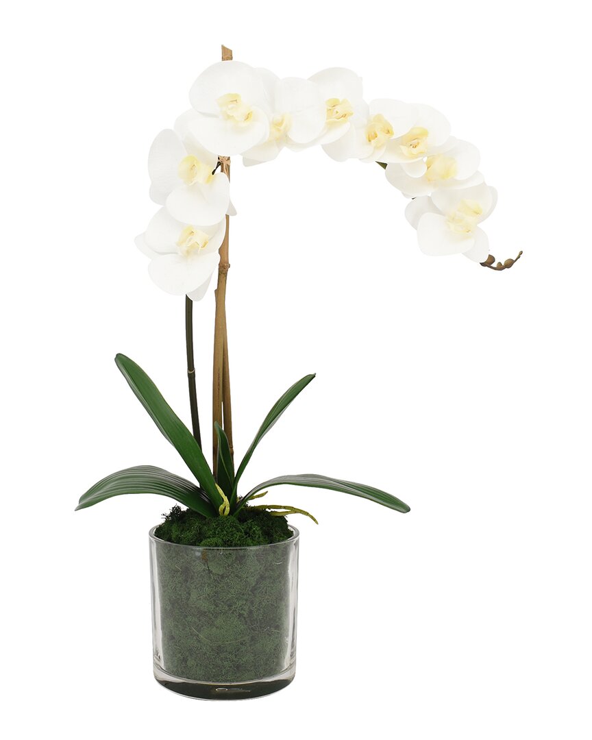 Creative Displays Orchid Arrangement With Moss In Glass Vase In White