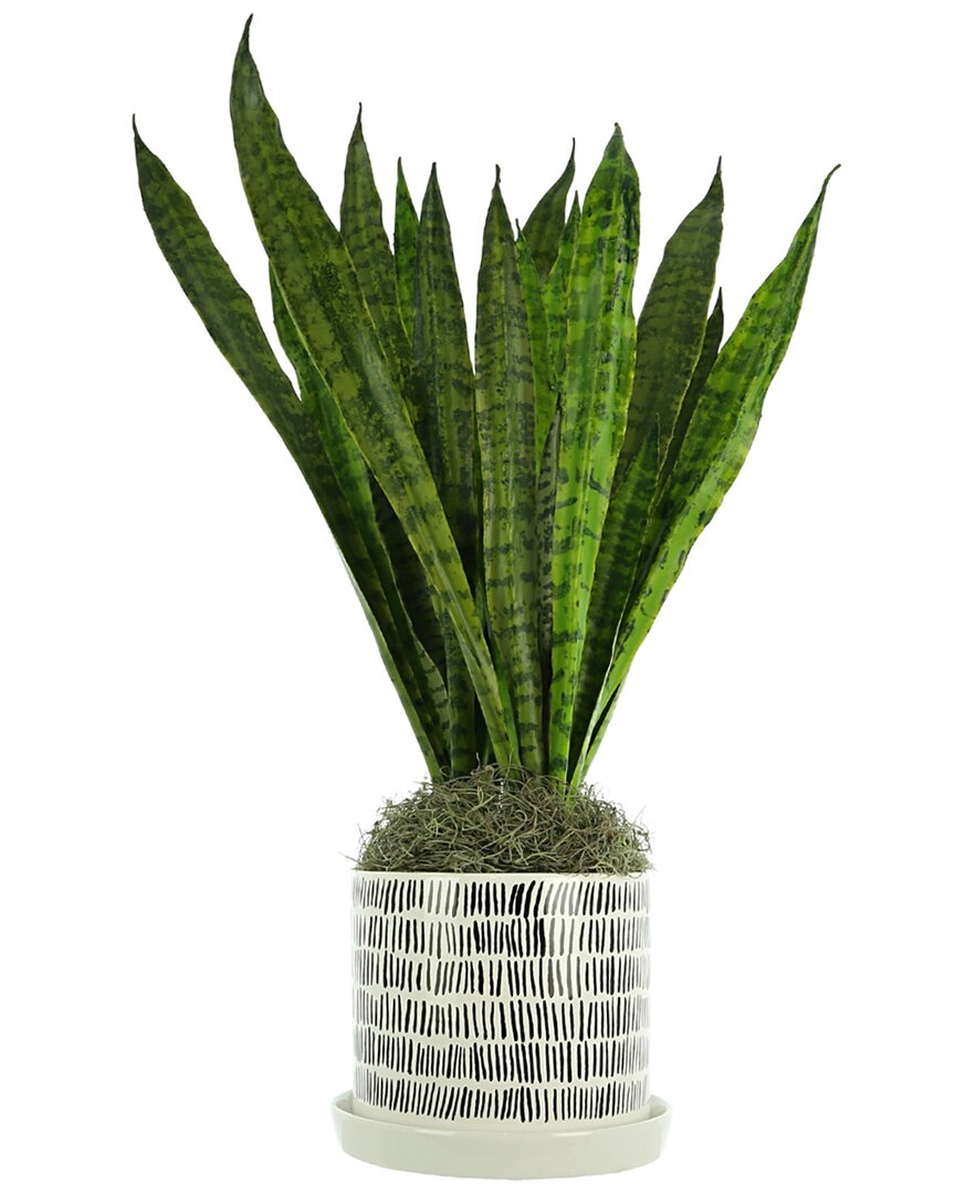 Creative Displays Snake Plant In A Black And White Decorated Ceramic Pot