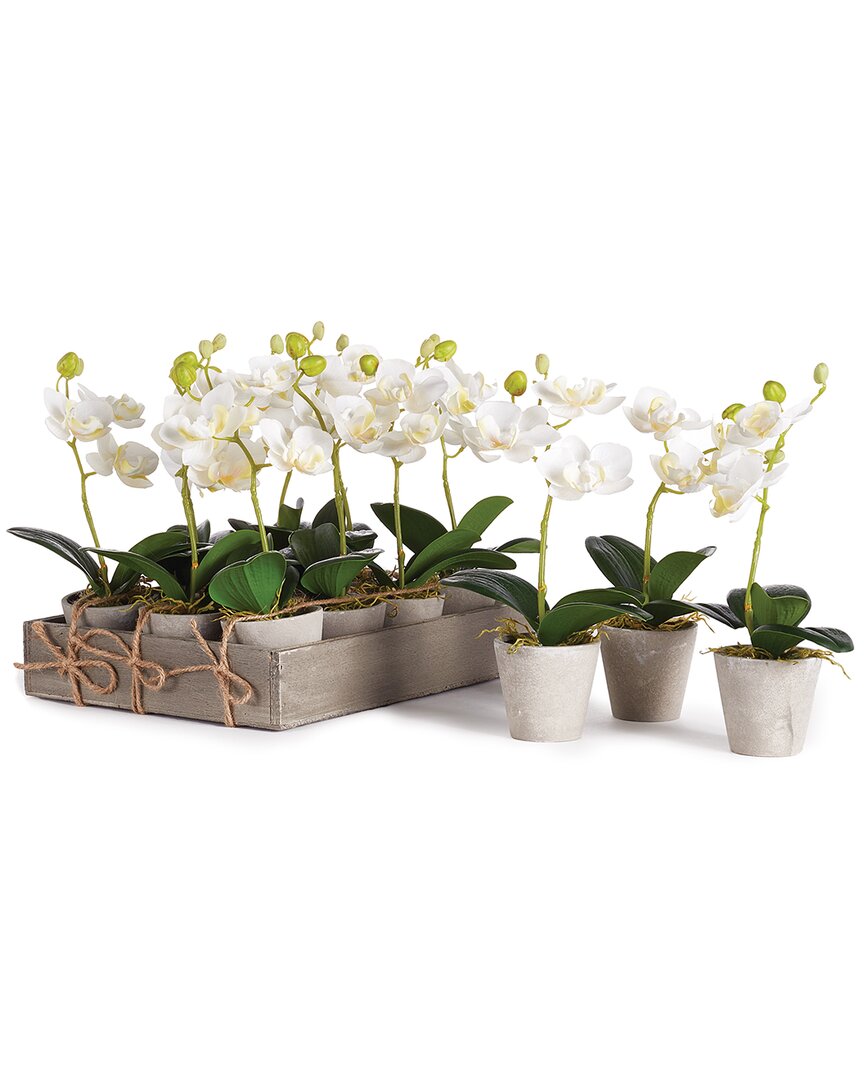 Napa Home & Garden 9in Mini Phalaenopsis Potted Set In White