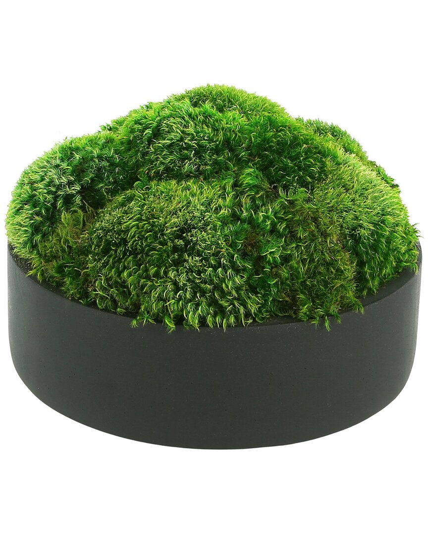 Creative Displays Rounded Moss Arrangement In Planter In Green