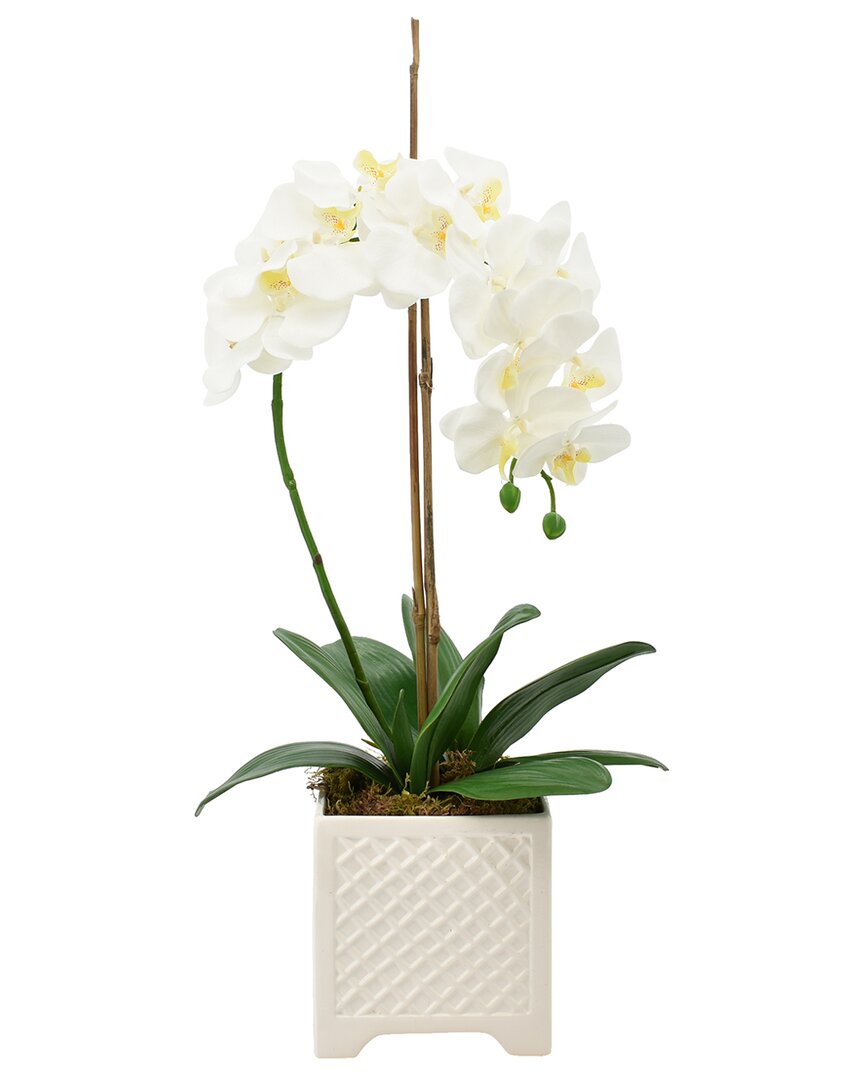 Creative Displays Elegant Orchid And Bamboo In Square Pot