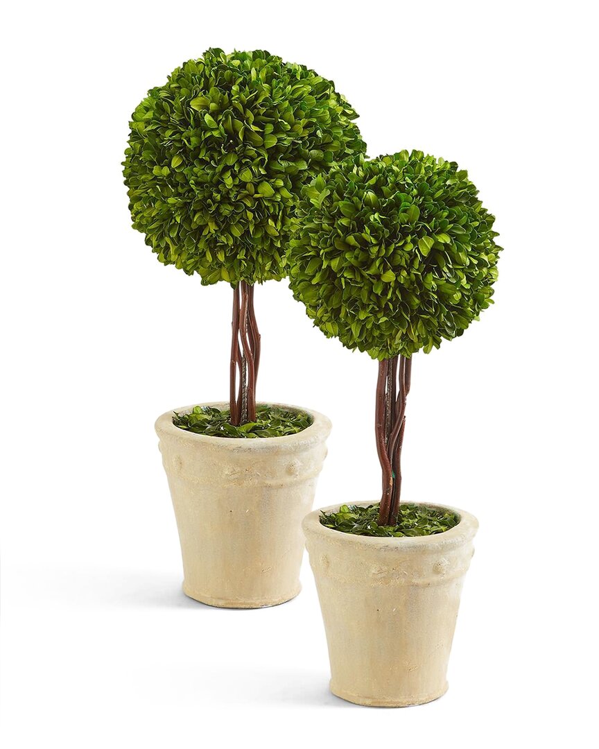Two's Company Set Of 2 Preserved Boxwood Ball Topiaries In Planters In Beige