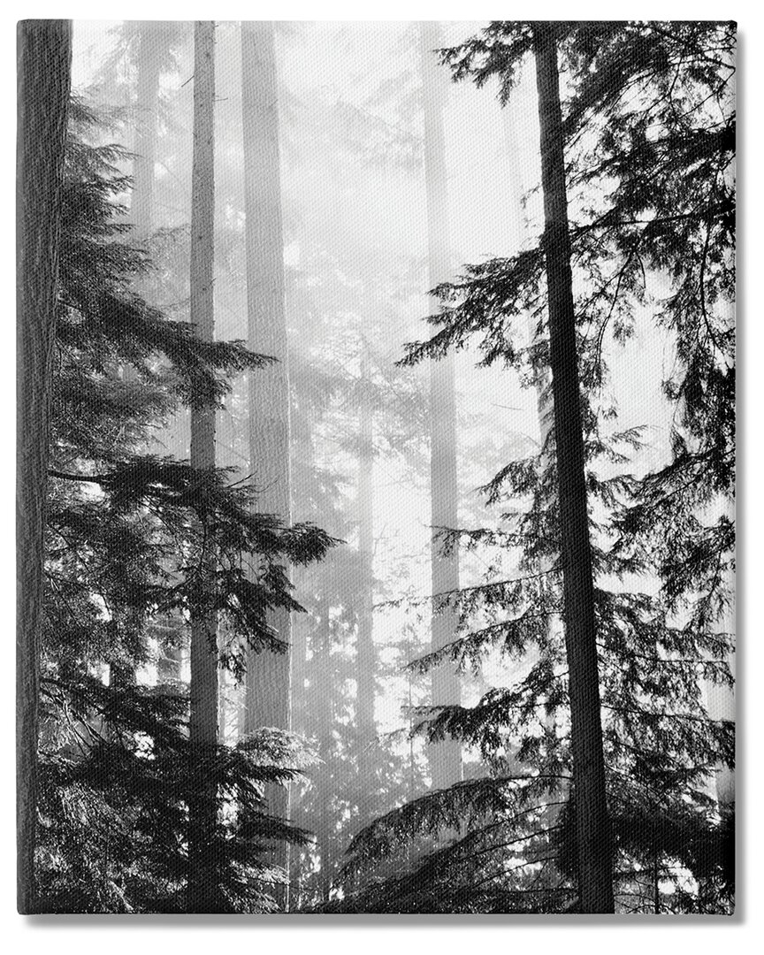 Stupell Industries Forest Light Shining Through Tall Trees Landscape Photography Stretched Canvas Wall Art B In Black