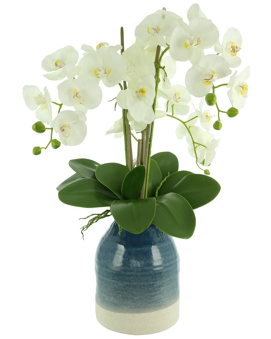 Creative Displays White Orchids Arranged In A Blue & White Vase