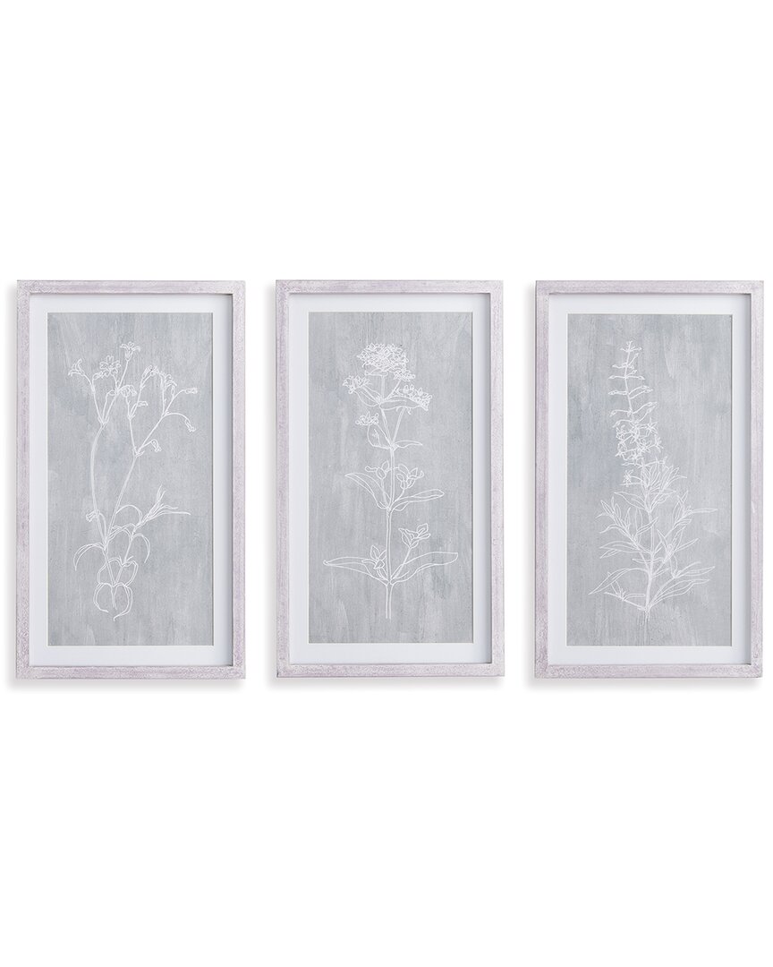 Napa Home & Garden Sketched Botanical Prints, Set Of 3 In Grey