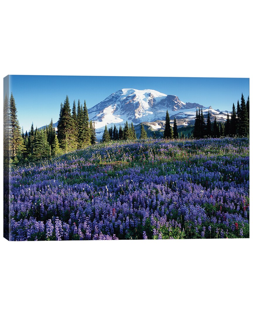 Icanvas Discontinued Snow Covered Mount Rainier With Wildflower Field, Washington, Usa
