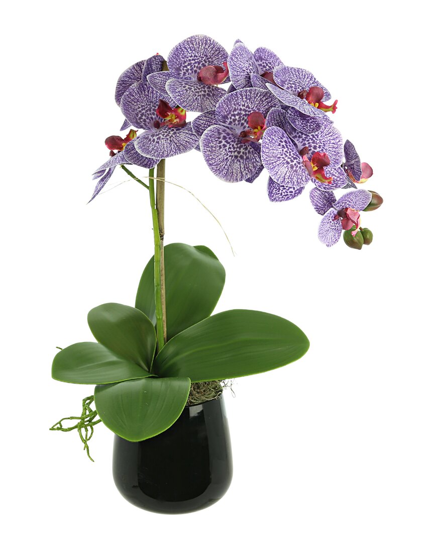 Creative Displays Orchid Arrangement In Glass Vase In Purple