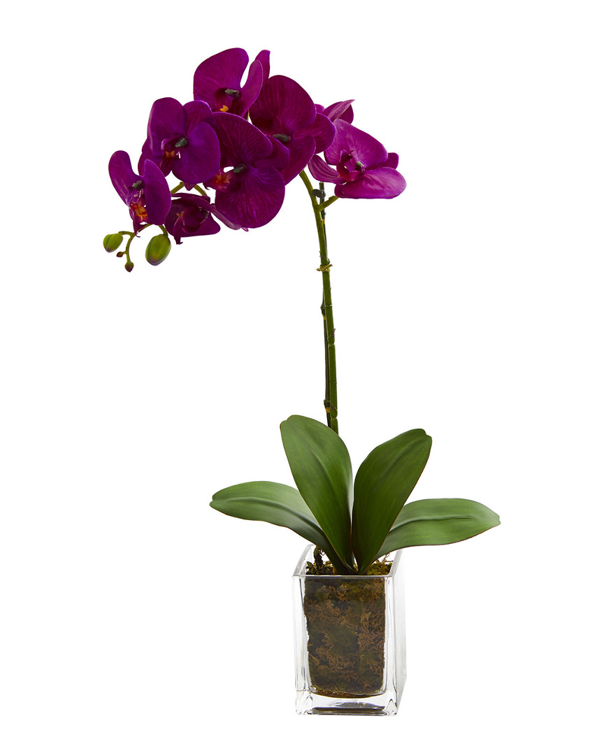NEARLY NATURAL NEARLY NATURAL ORCHID PHALAENOPSIS ARTIFICIAL ARRANGEMENT IN VASE