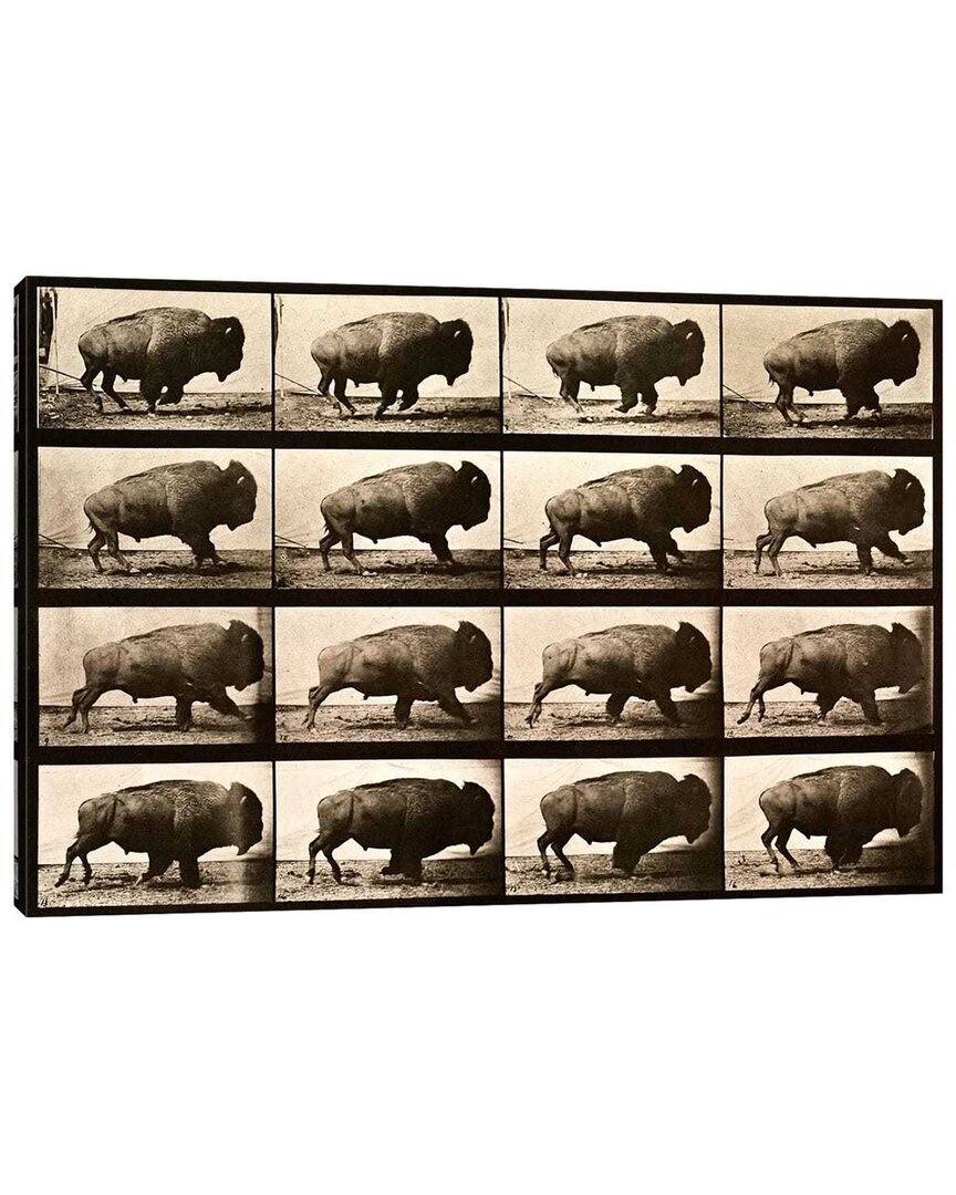 Icanvas Buffalo Running Animal Locomotion Plate 700 By Print Collection Wall Art