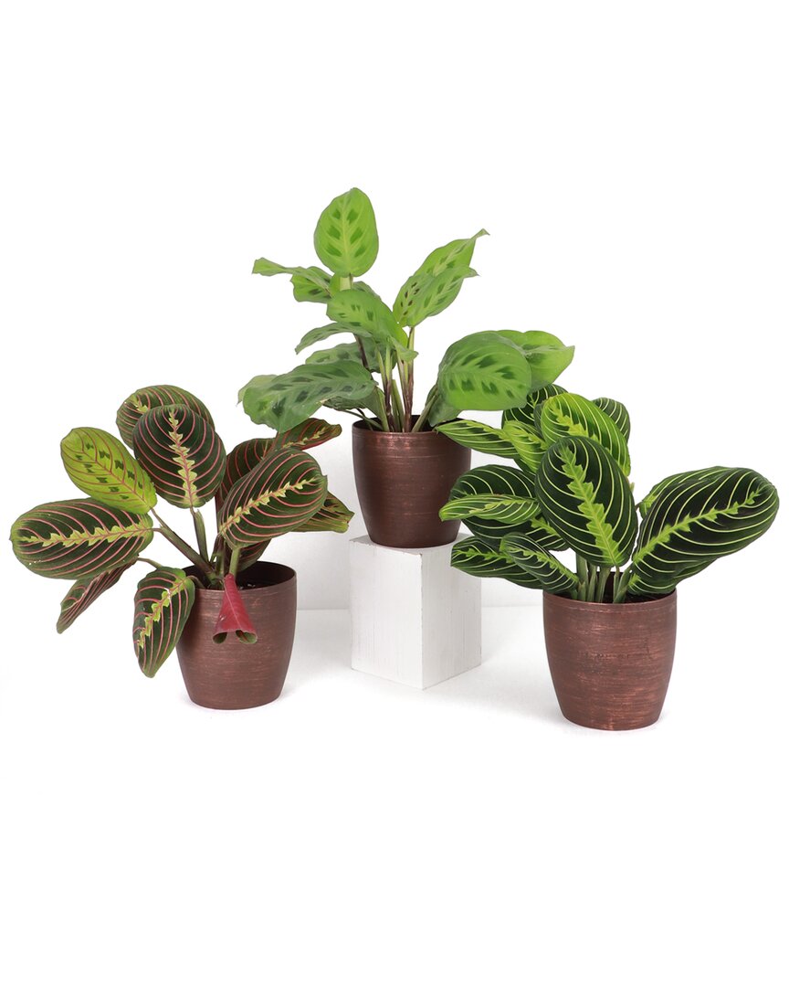 Thorsen's Greenhouse Set Of 3 Live Prayer Plants In Classic Pots In Metallic