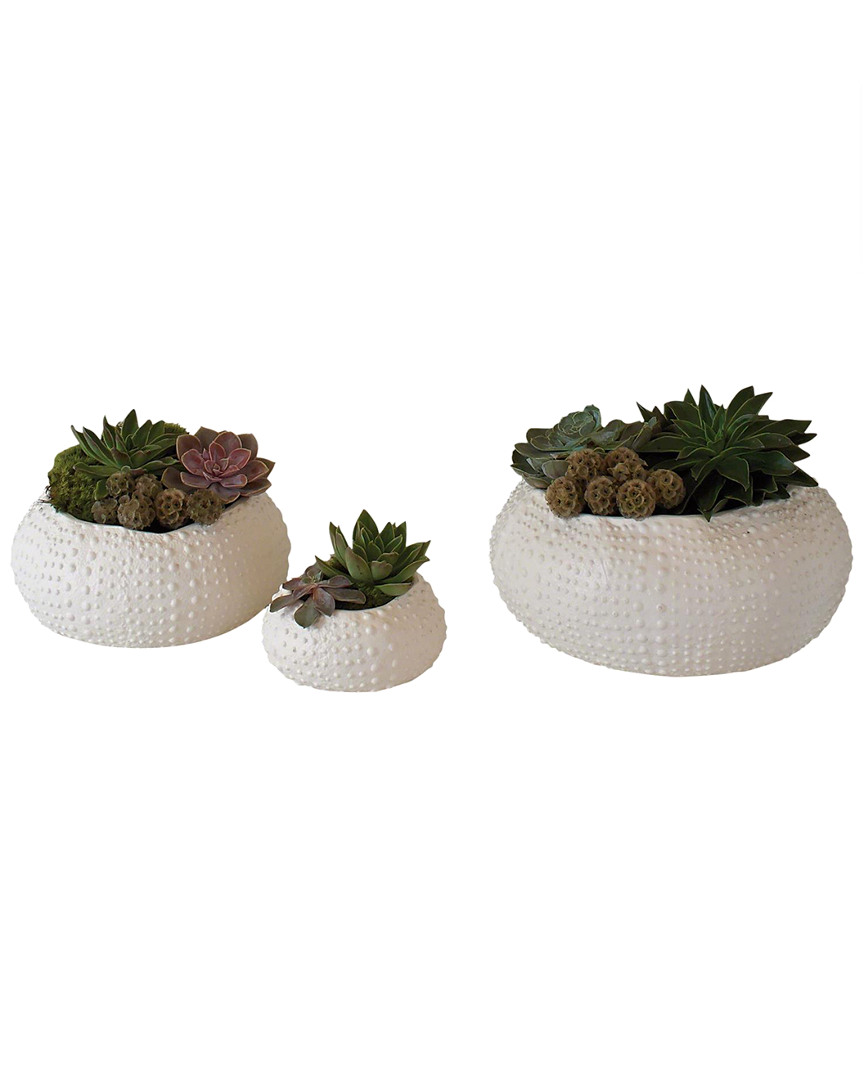 Shop Global Views Ceramic Urchin Bowl