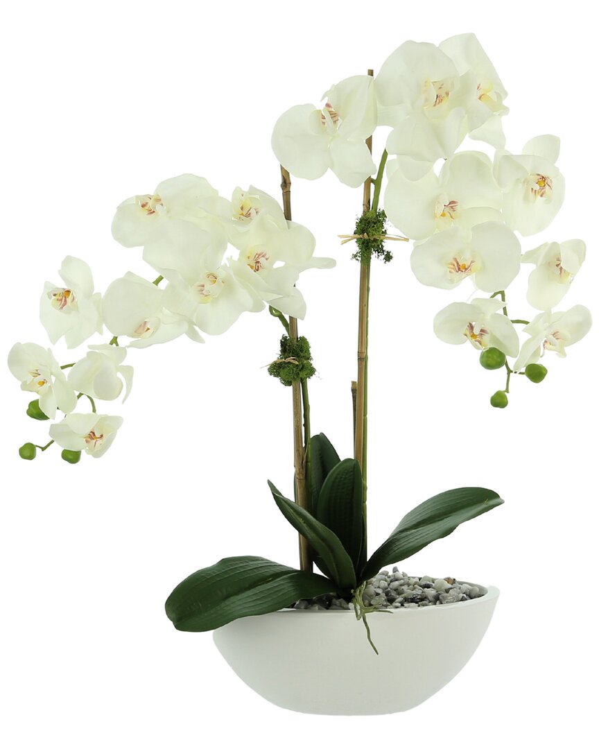 Creative Displays White Orchid Floral Arrangement In Multi