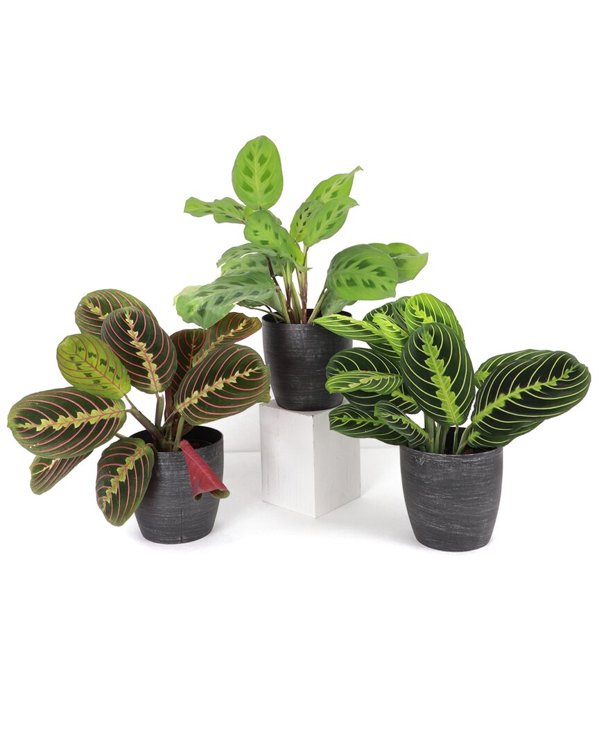 Thorsen's Greenhouse Set Of 3 Live Prayer Plants In Classic Pots In Silver