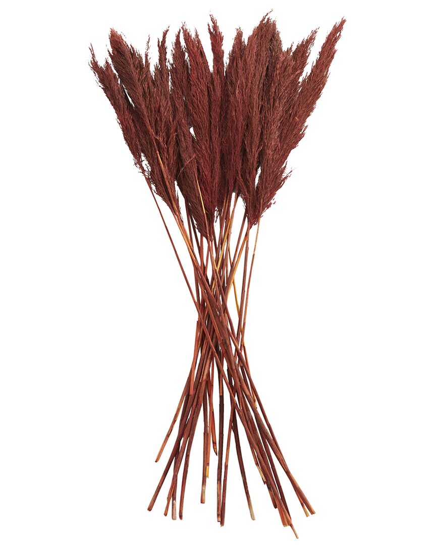 Peyton Lane Pampas Red Dried Plant Natural Foliage With Long Stems In Red