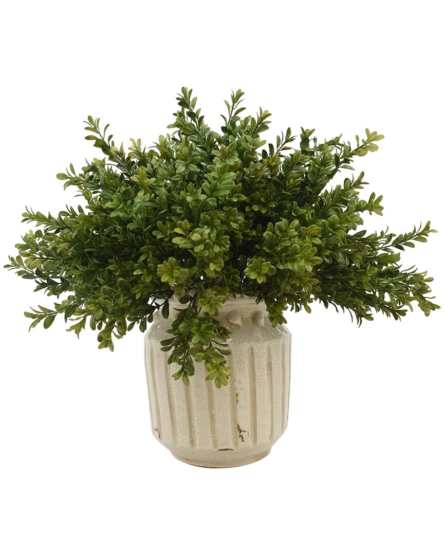 Creative Displays Boxwood Arrangement In A Cream Ceramic Container In White