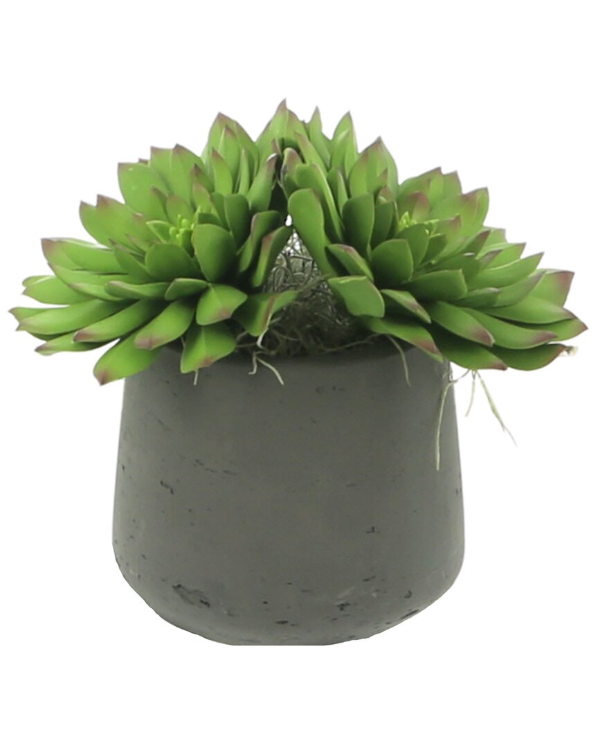 Creative Displays Echeveria Succulents In Black Fiberstone Pot In Green