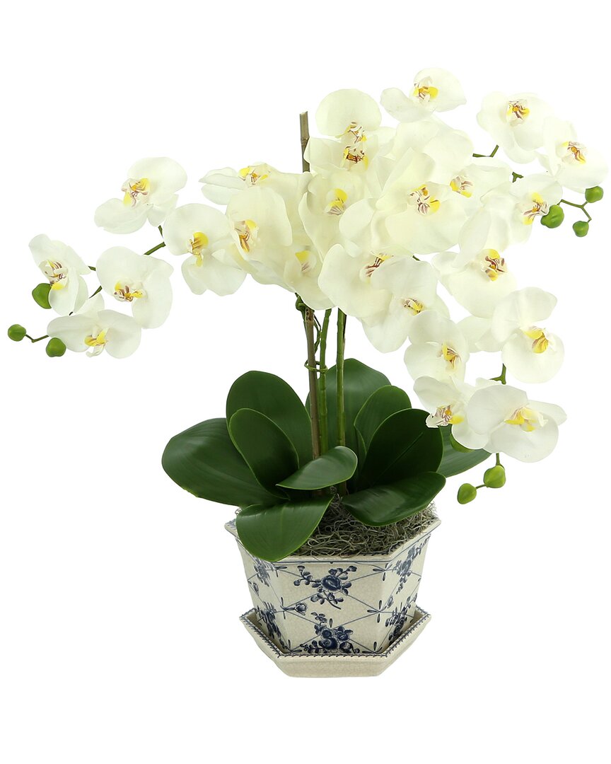 Creative Displays Orchids In Decorative Ceramic Vase In White