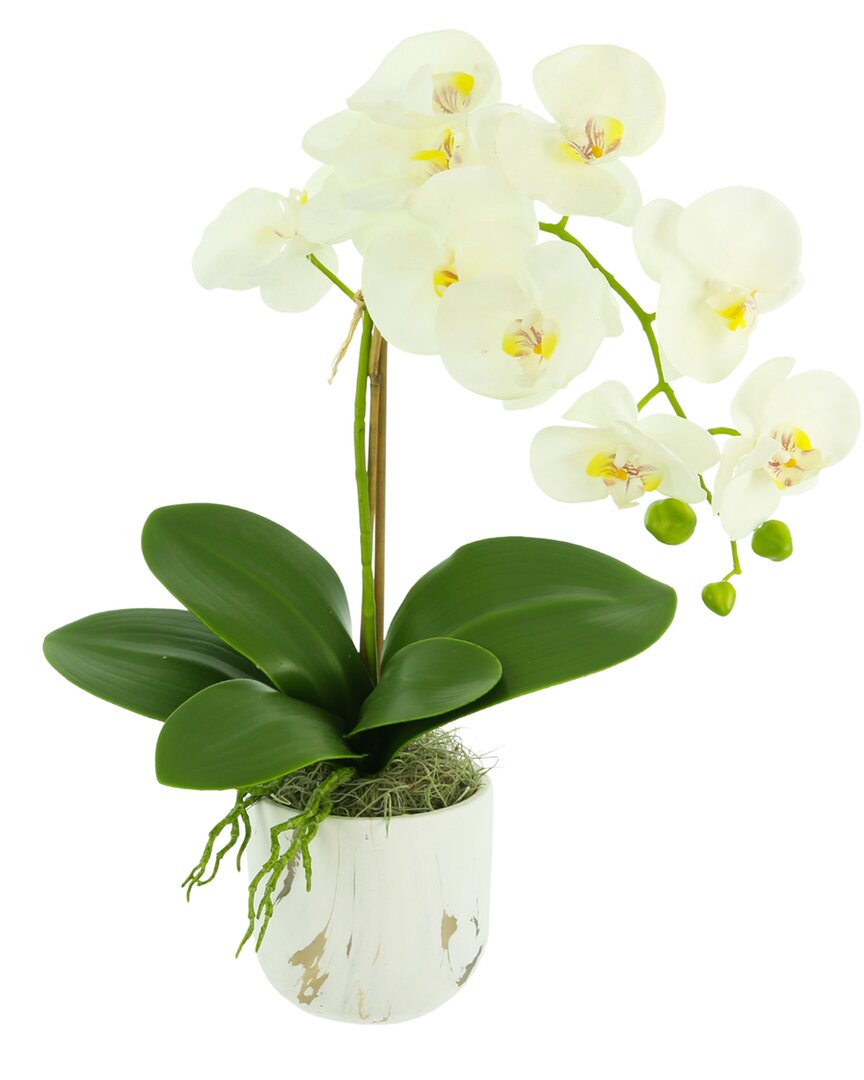 Creative Displays Orchid Arranged In Ceramic Vase In White