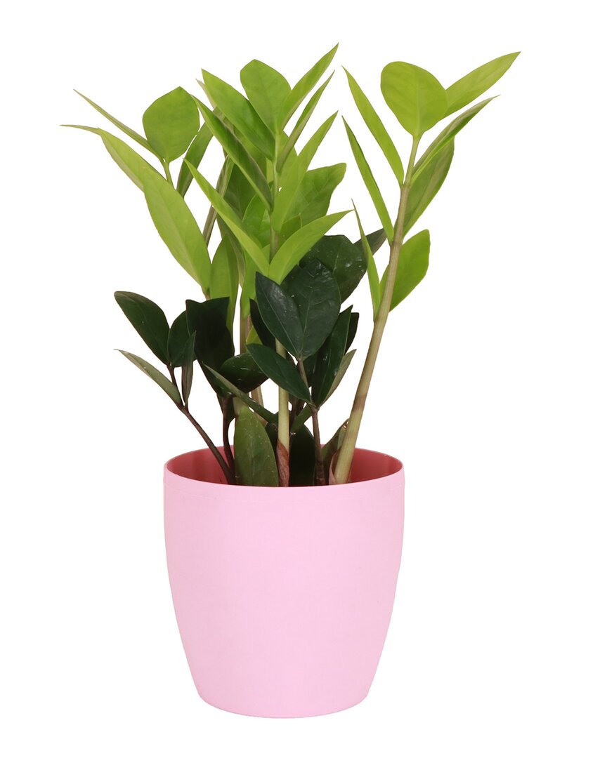Thorsen's Greenhouse Live Zz Plant In Classic Pot In Green