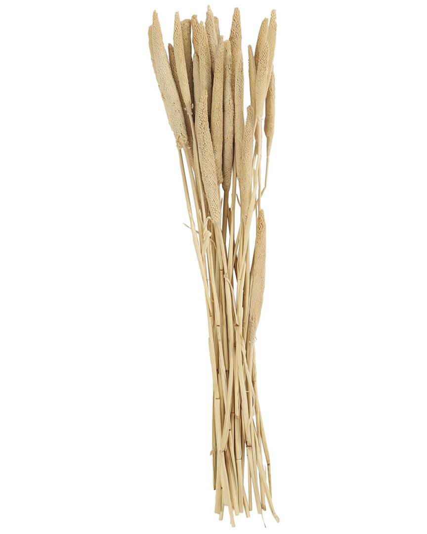 Peyton Lane Bunny Tail Dried Plant Natural Foliage With Long Stems In White