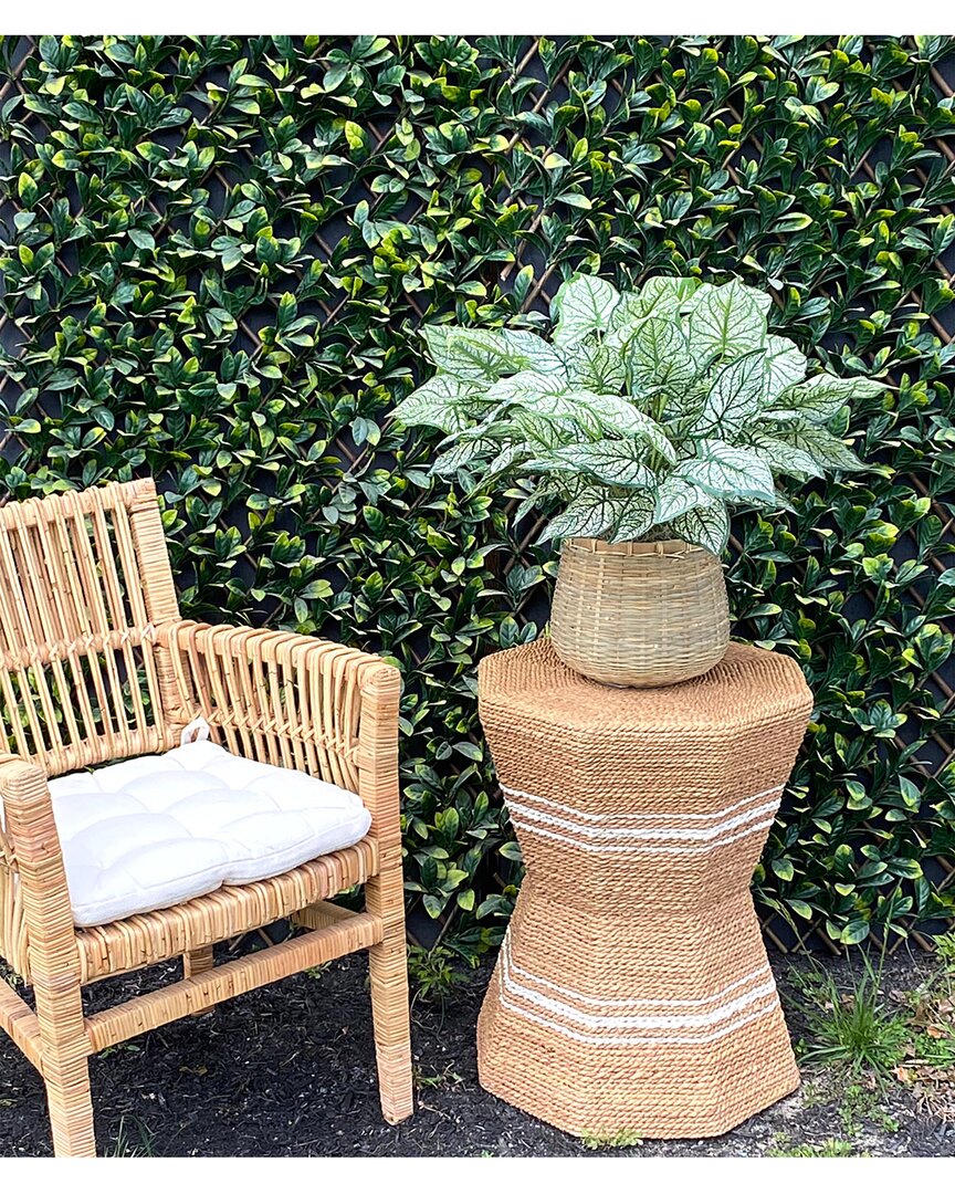 Creative Displays Outdoor Calladium Bush In Green