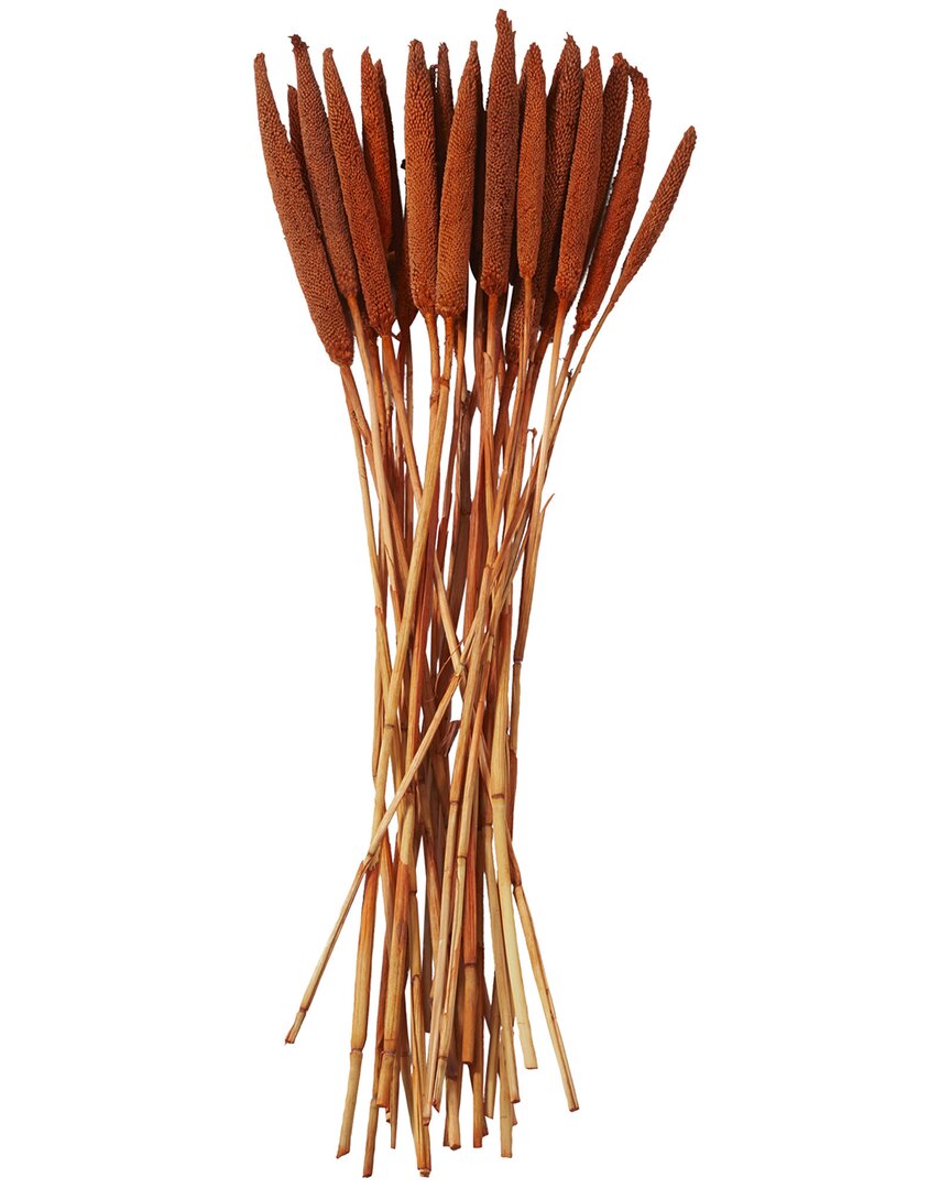 Peyton Lane Bunny Tail Dried Plant Natural Foliage With Long Stems In Orange