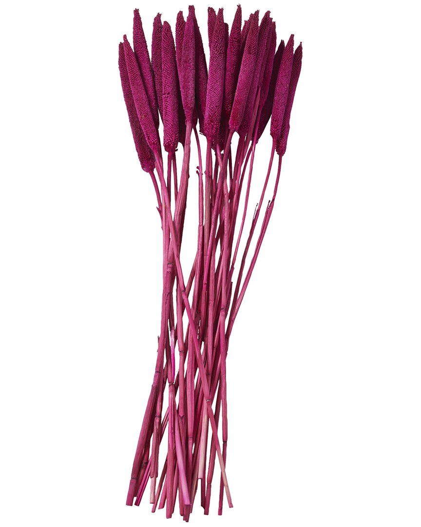 Peyton Lane Bunny Tail Dried Plant Natural Foliage With Long Stems In Pink