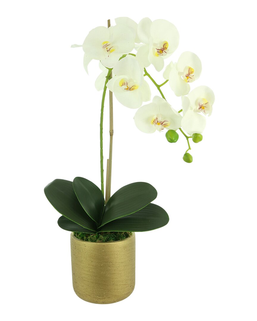 Creative Displays Orchid Arrangement In Fiberstone Pot With Orchid Leaves &  Moss In White