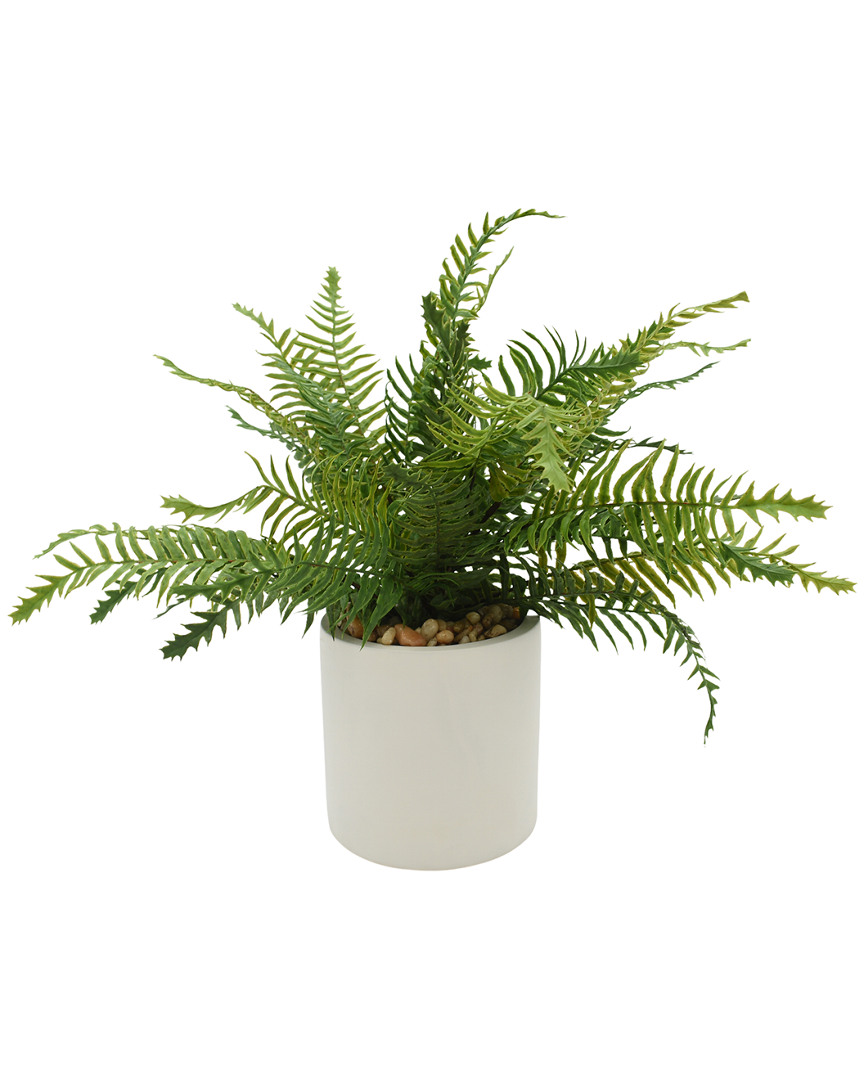 Creative Displays Green River Fern Plant