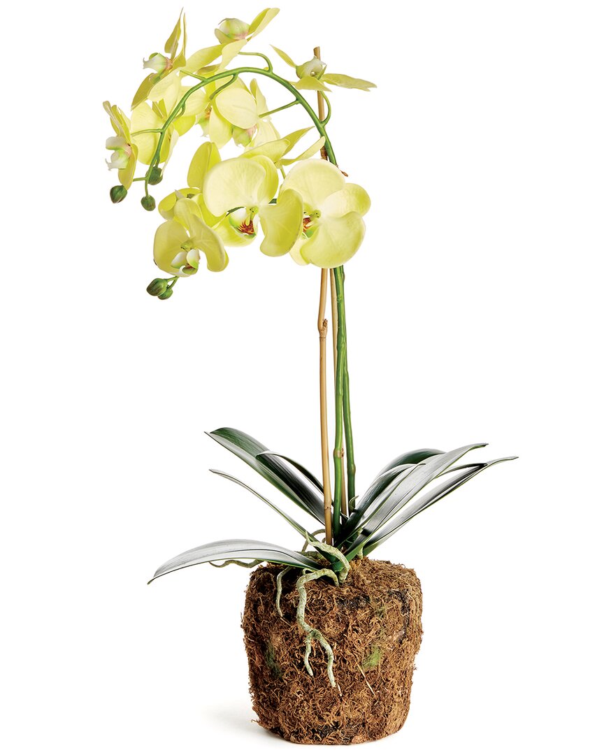 NAPA HOME & GARDEN NAPA HOME & GARDEN PHALAENOPSIS ORCHID DROP-IN