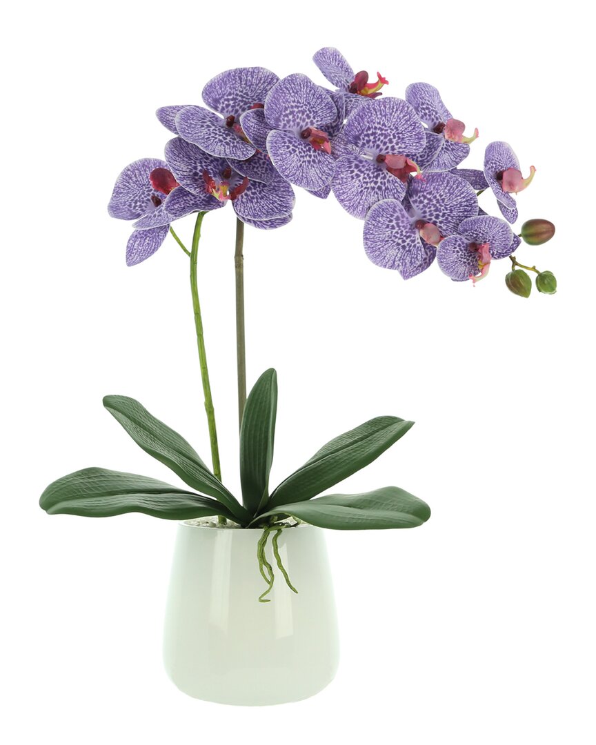 Creative Displays Orchid Arranged In Glass Pot With Rocks In Purple