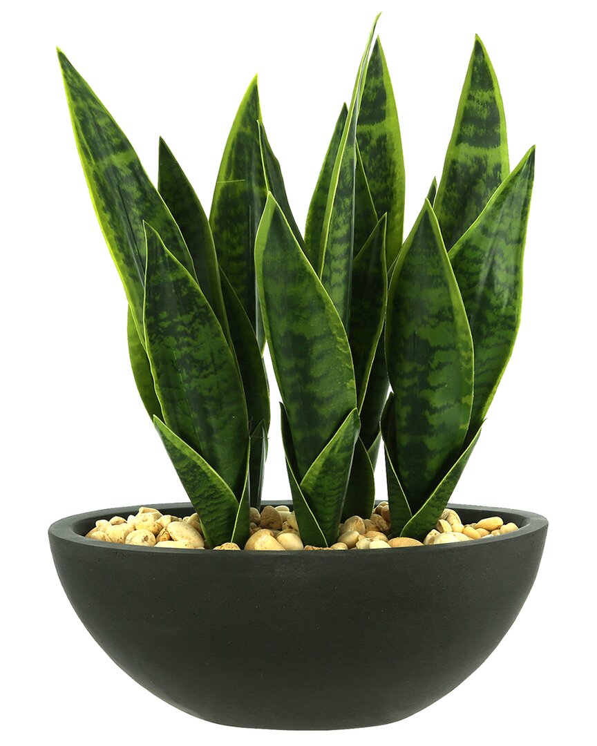 Shop Creative Displays Snake Plant In Green