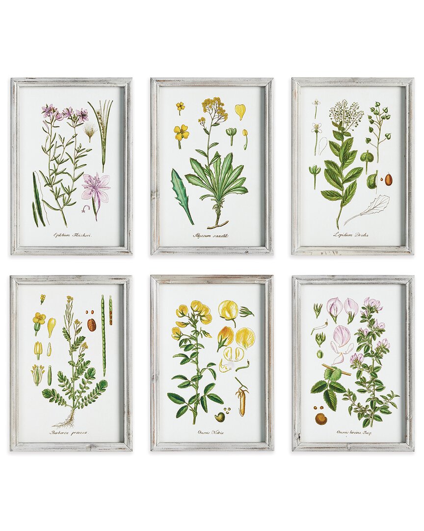Napa Home & Garden Perennial Botanical Study Set