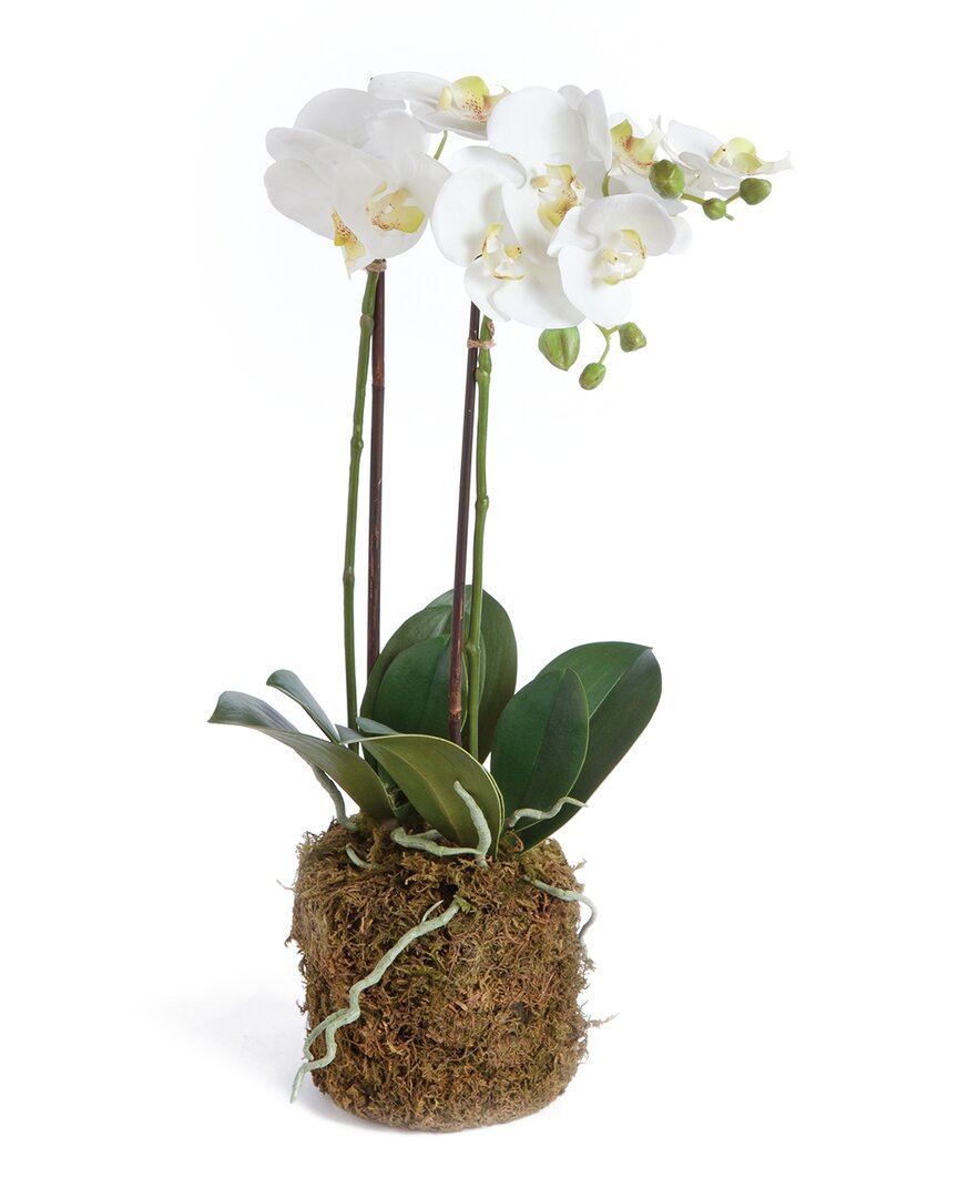 Napa Home & Garden 23in Phalaenopsis Orchid Drop-in Set In White