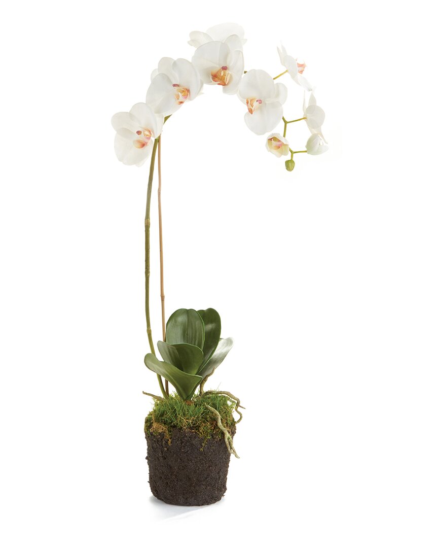 Napa Home & Garden 26in Phalaenopsis Orchid Drop-in In White