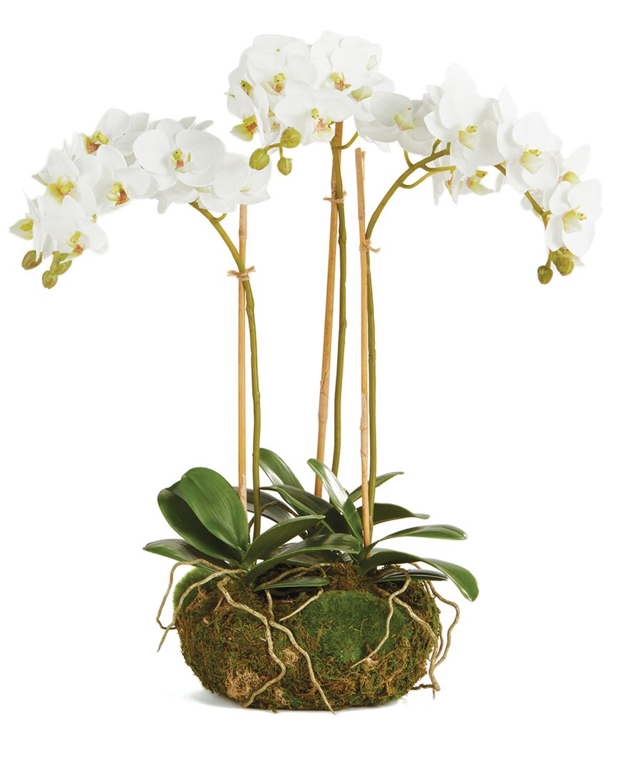 Napa Home & Garden Phalaenopsis Orchid Mini Garden In White