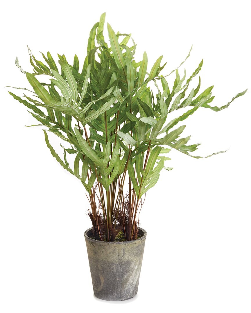 Napa Home & Garden 36in Potted Hare's Foot Fern