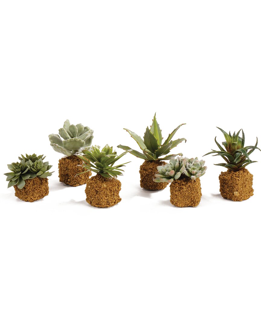 Napa Home & Garden 5.5in Succulent Drop-ins Set