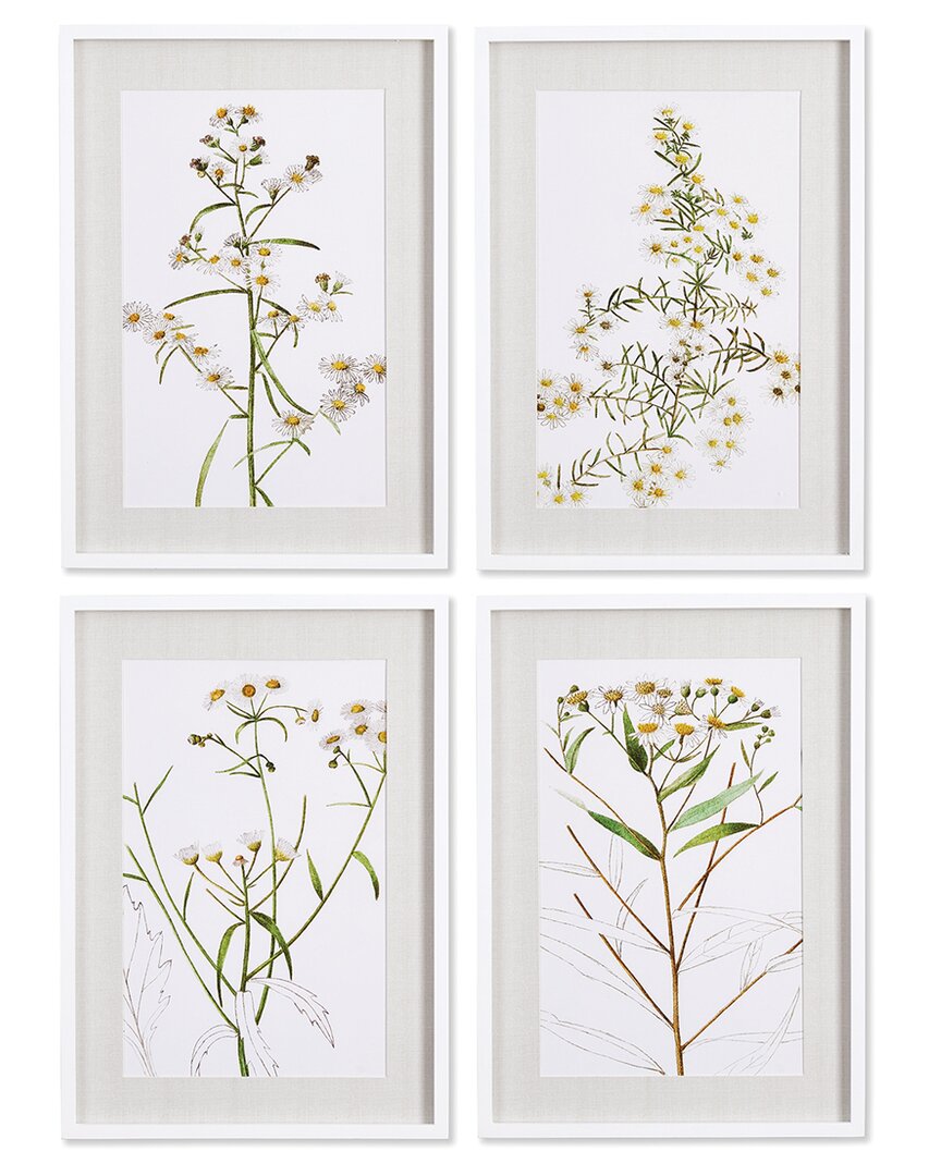 Napa Home & Garden Set Of 4 Daisy Prints