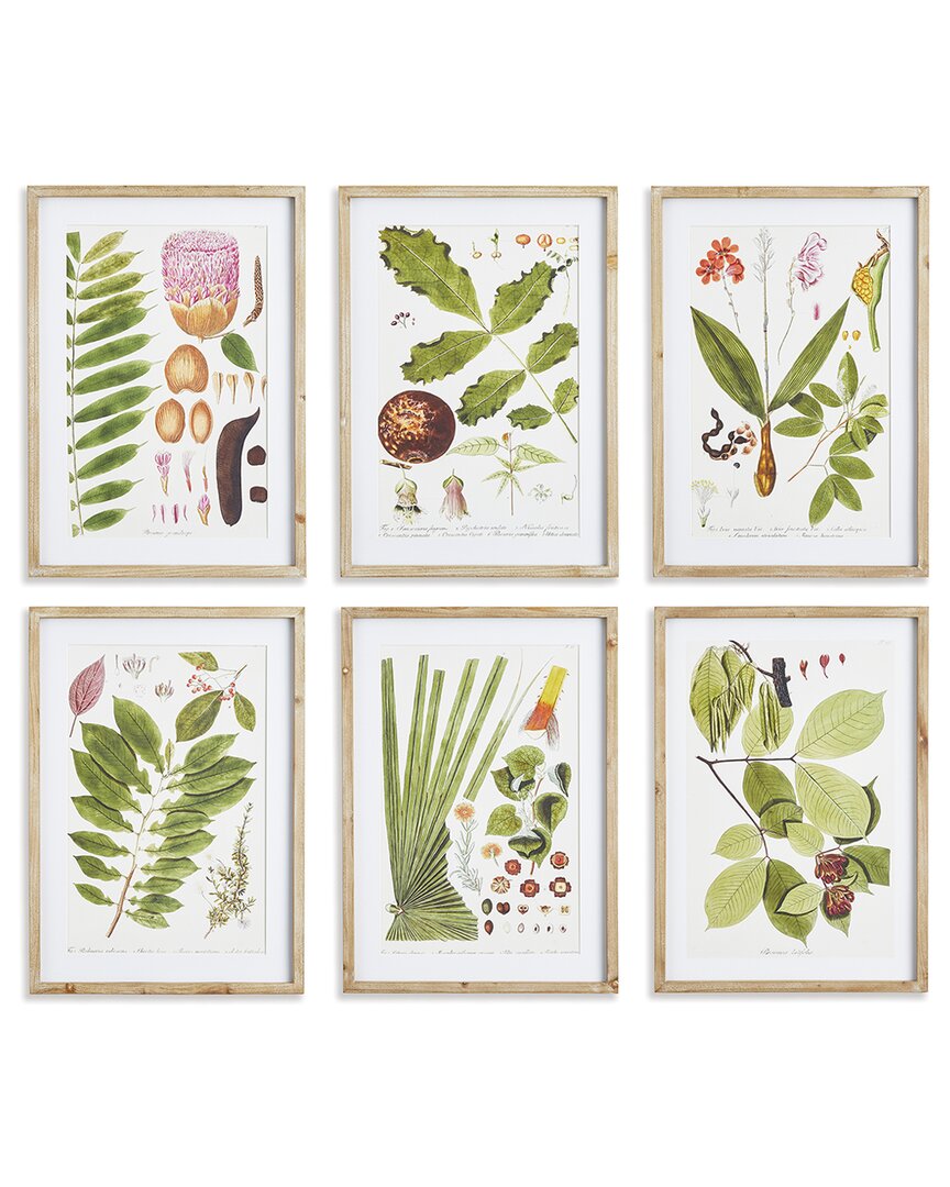 Napa Home & Garden Set Of 6 Leaf Botanical Study Prints