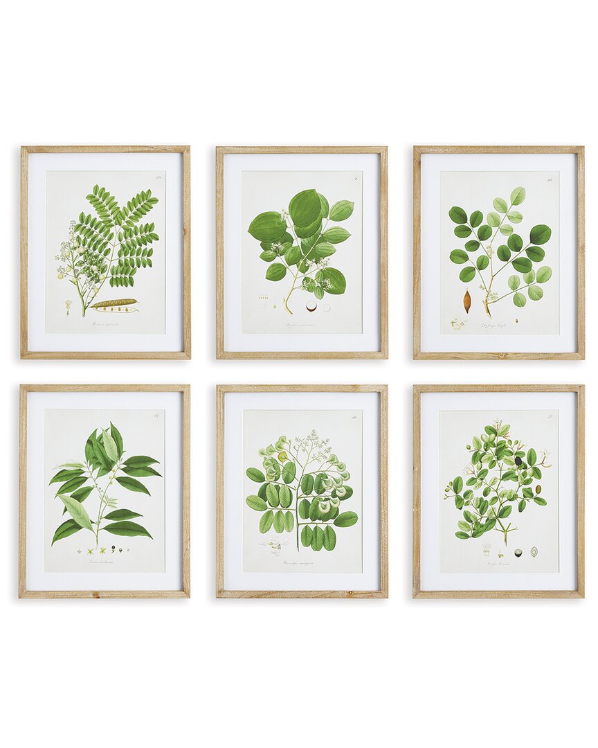 Napa Home & Garden Set Of 6 Tree Leaf Study Prints