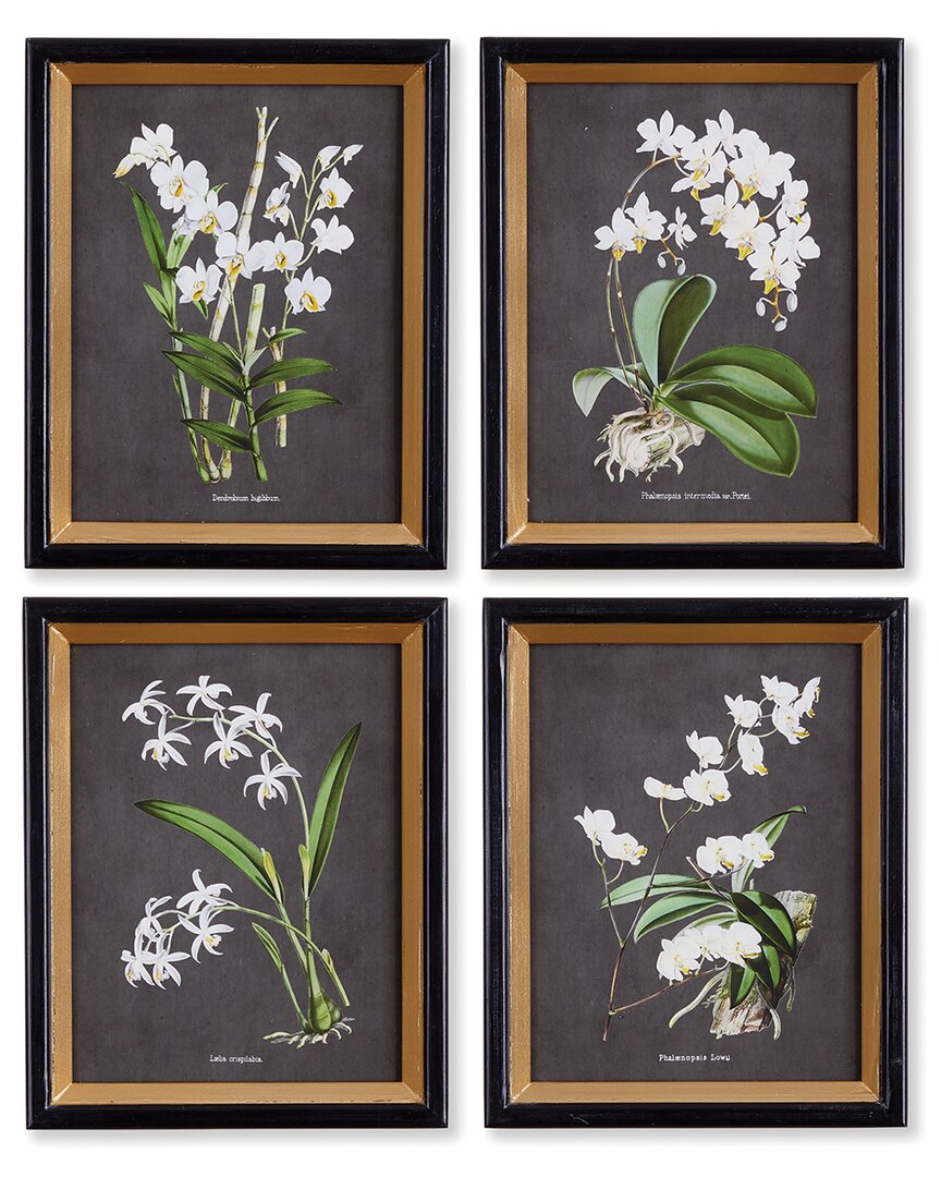 Napa Home & Garden Set Of 4 Petite Orchid Study Prints