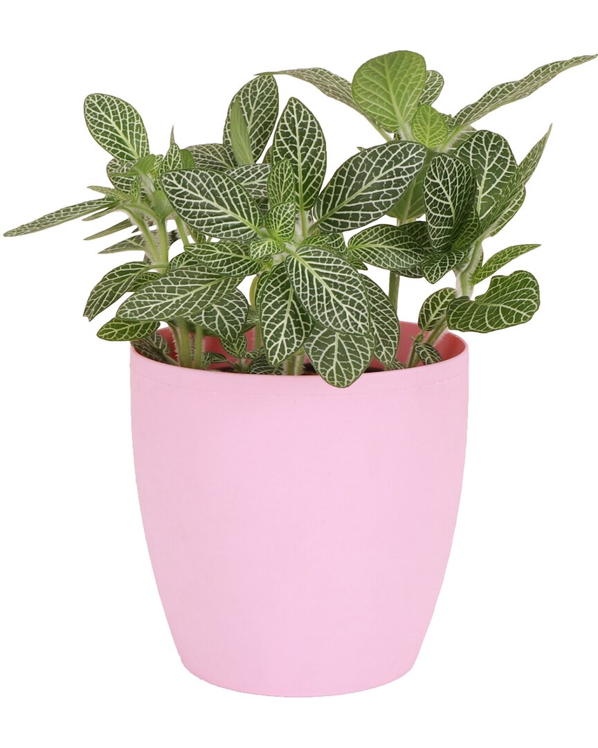 Thorsen's Greenhouse Live White Fittonia Nerve Plant In Classic Pot In Pink
