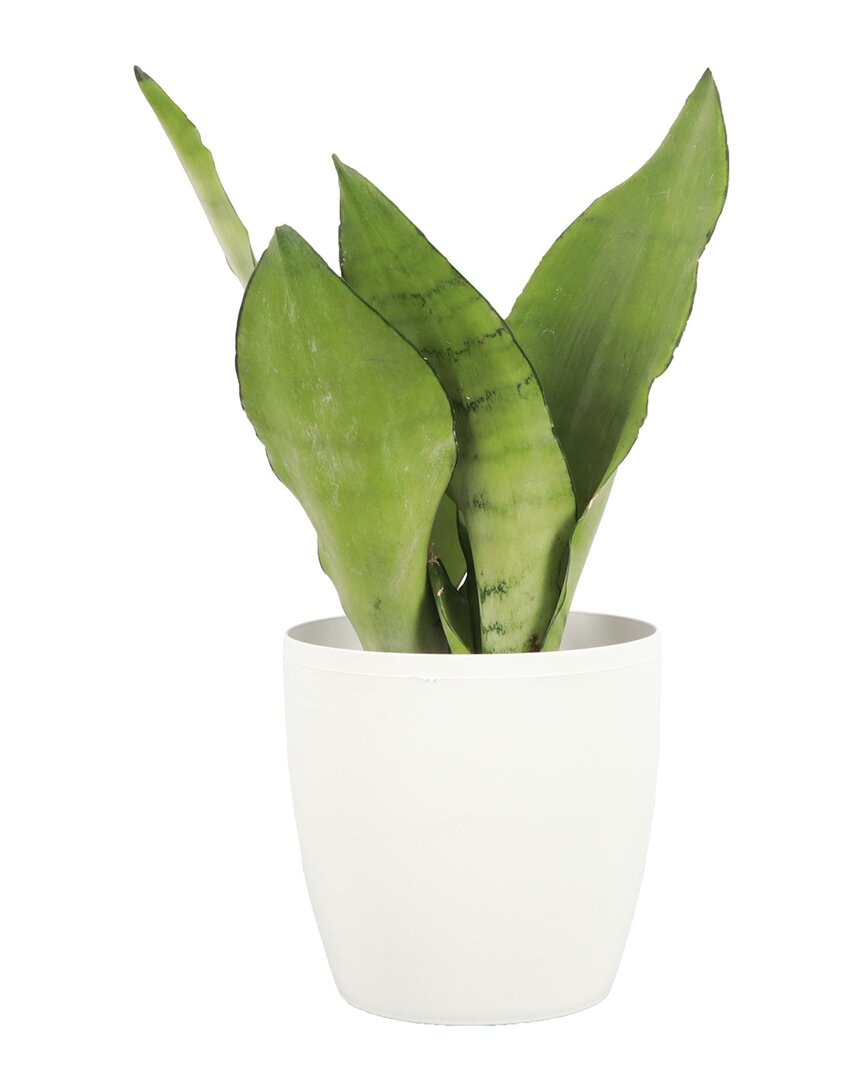 Thorsen's Greenhouse Live Moonshine Snake Plant In Classic Pot In White