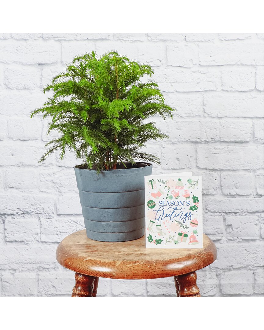 Thorsen's Greenhouse Live Large Norfolk Pine Tree In Blue Pot With Plantable Holiday Greeting Card