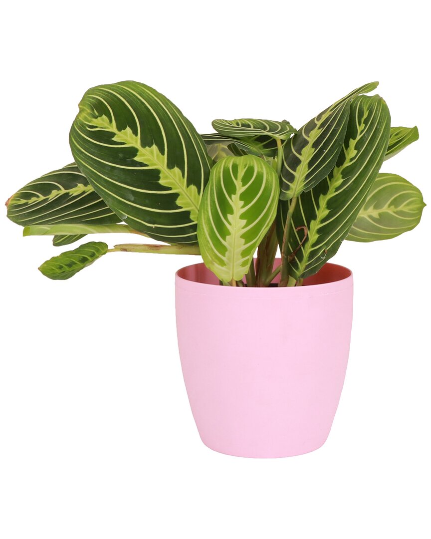 Thorsen's Greenhouse Live Lemon Lime Prayer Plant In Classic Pot In Pink