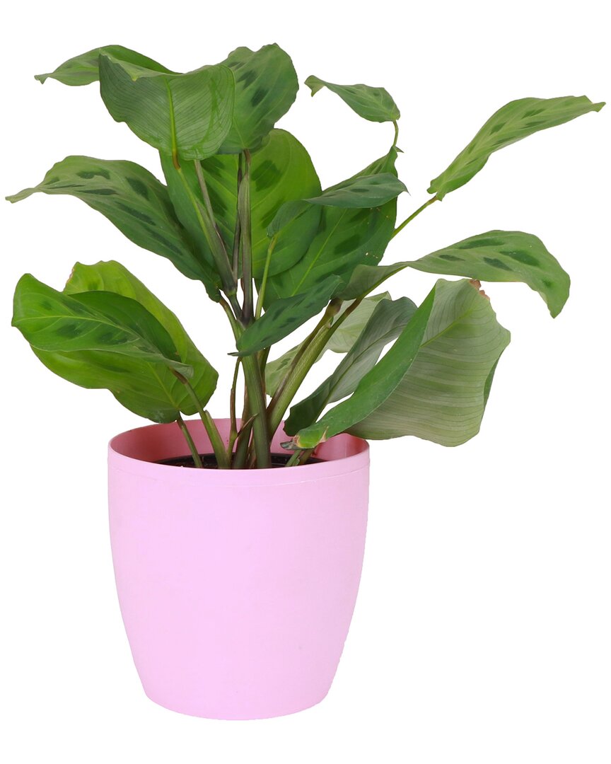 Thorsen's Greenhouse Live Green Prayer Plant In Classic Pot In Pink