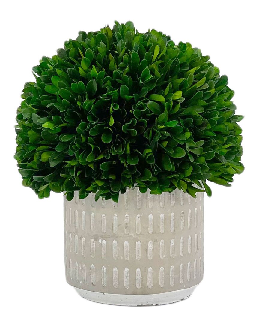 G.t. Direct Corporation Gt Direct 9.5in Preserved Boxwood Topiary In Cement Pot In Grey